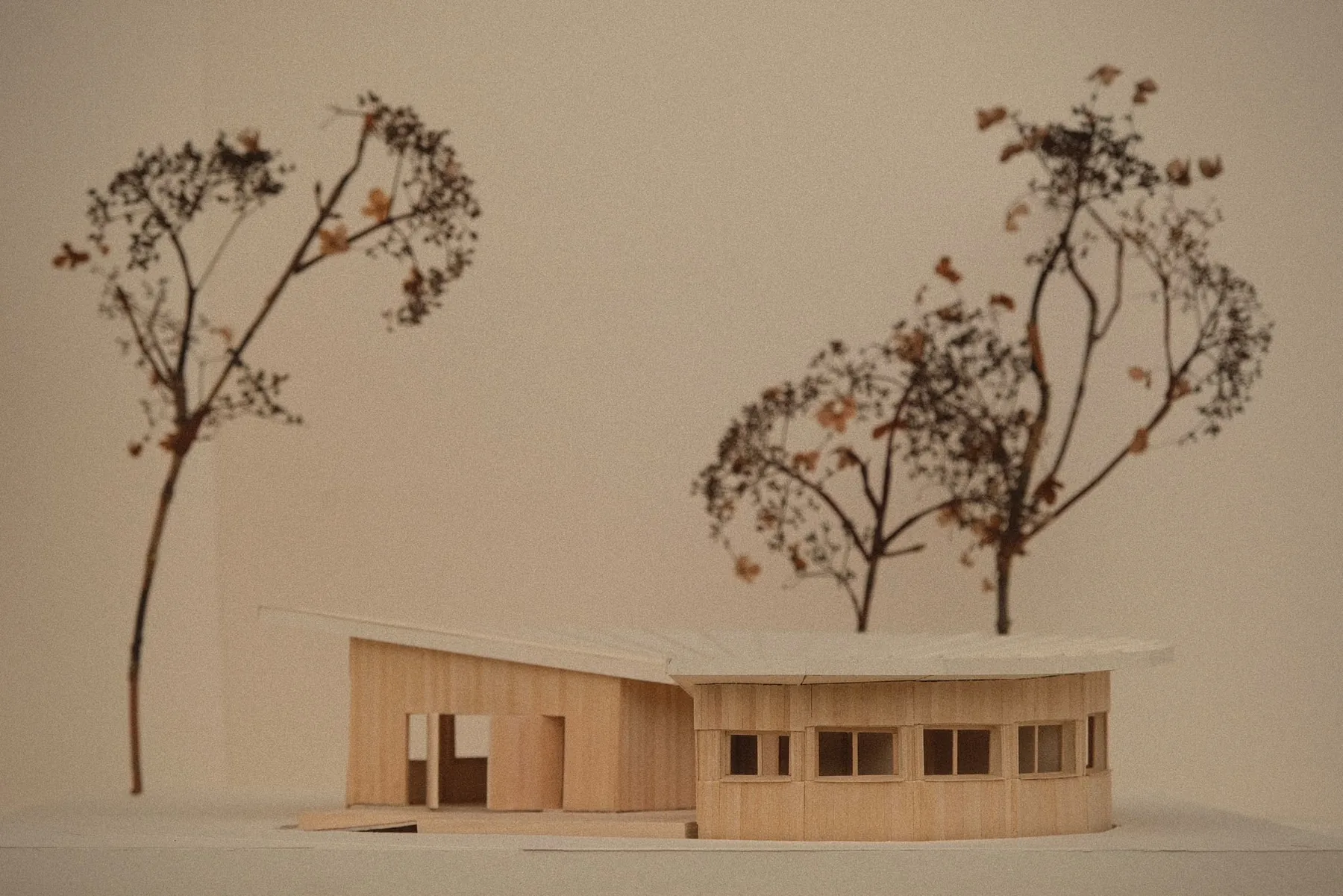 Model at eye level: a low timber building with a curved window wing at right and a taller flat-walled wing at left, dried flowers standing in for trees.
